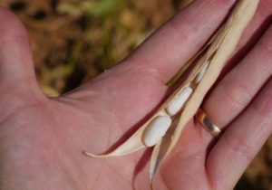 Les différents types de haricots blancs