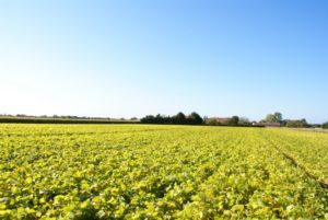 La saison de la mogette en Vendée