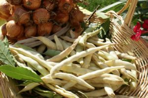 agriculture biologique