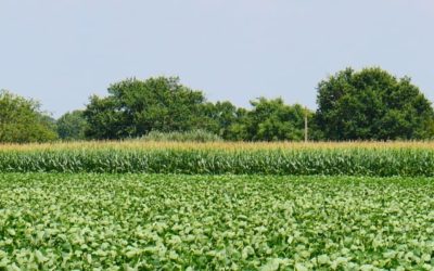 La saison de la mogette en Vendée