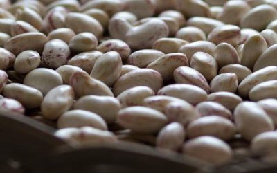 Quelle est la différence entre haricot blanc et flageolet ?