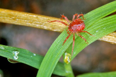 araignée rouge plantation jardin 