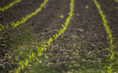 Anthracnose, sclérotiniose, rouille, graisse des haricots : les maladies des semis