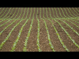 sillons mogettes plantations