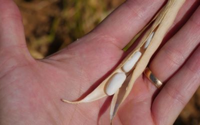 La farine de haricots blancs alliée minceur