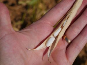 usage-farine-haricots