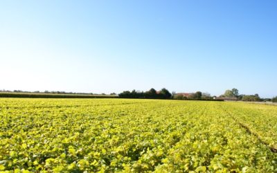 Tout savoir sur la certification IGP Mogette de Vendée