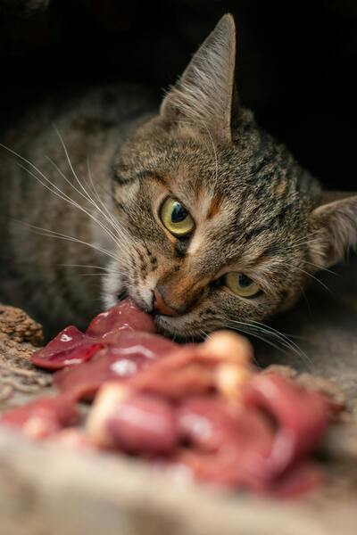 légumineuses bonnes pour chats ?