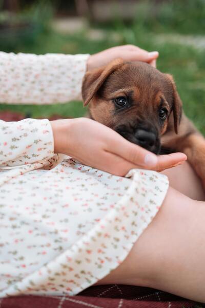 légumineuses bonnes pour chiens ?